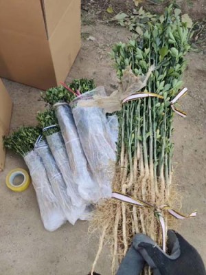 漯河0.4公分枸橘苗供应