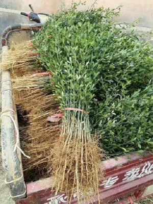 滨州0.6公分枳壳苗种植基地