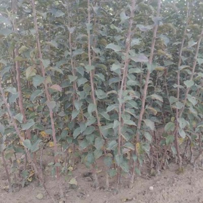 甘肃0.8公分金帅红星苹果苗批发价格