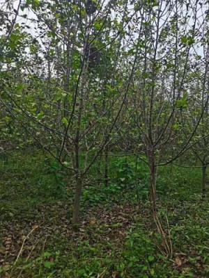 甘肃0.8公分金帅红星苹果苗批发价格