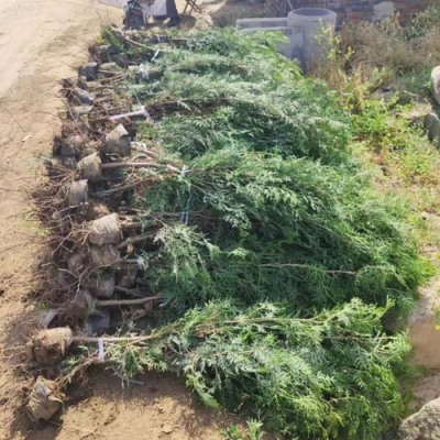 枣庄8公分侧柏苗木种植基地