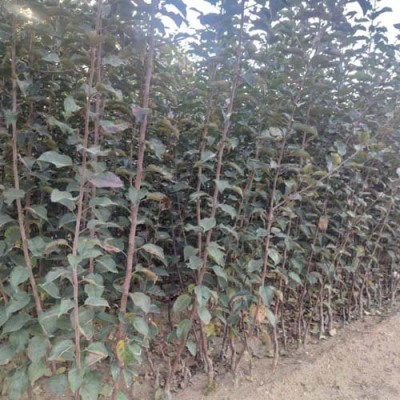 陕西0.7公分苹果苗批发