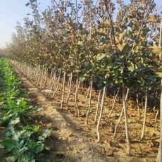 安徽5公分山楂苗种植基地