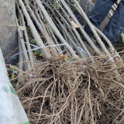 山东0.8公分金帅红星苹果苗养殖基地