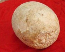 漳州靠谱的猪宝鉴定方法