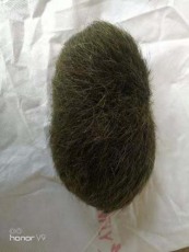 海口靠谱的猪宝长期收购鉴定