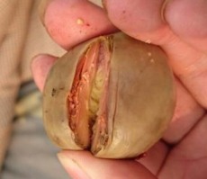 宜宾正规的牛宝鉴定服务热线