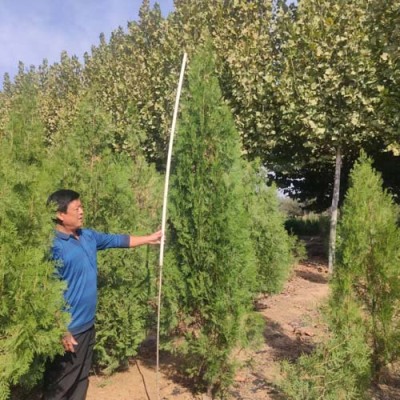 云南0.25公分侧柏苗木种植基地