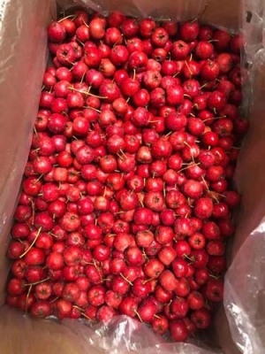 甘肃4公分大金星山楂苗种植基地