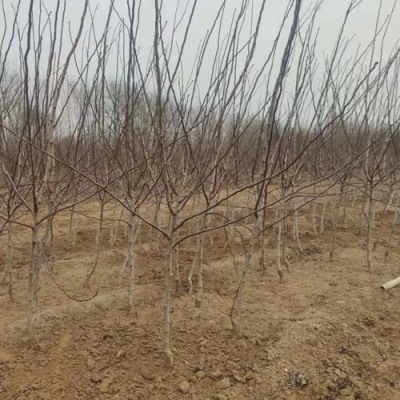 湖南1.5公分甜红子山楂苗种植基地