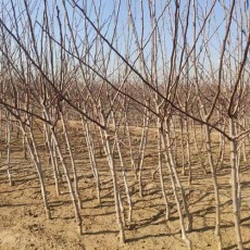 山西1.5公分山楂苗多少钱一棵