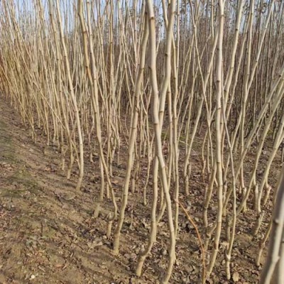 甘肃1.2公分甜红子山楂苗批发基地