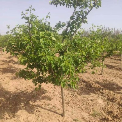 湖南6公分大金星山楂苗种植基地