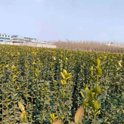 驻马店丛生北海道黄杨苗圃基地电话