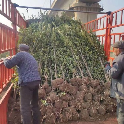 秦皇岛绿篱用北海道黄杨基地直销