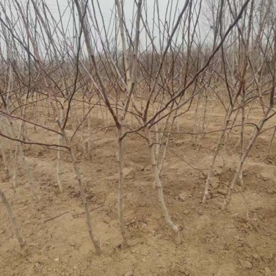 河南2公分大金星山楂苗种植基地