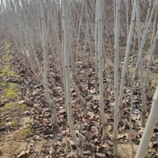 山东1.2公分甜红子山楂苗批发基地在哪里