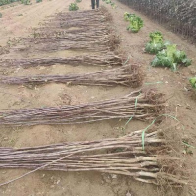 甘肃8公分甜红子山楂苗种植基地