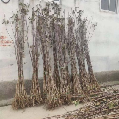 湖南0.5公分山楂苗优质供应