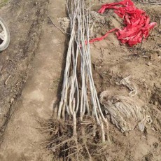 陕西1.2公分大金星山楂苗基地