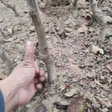湖北8公分山楂苗多少钱一棵