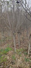 山东0.5公分美8苹果苗种植基地