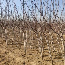 陕西0.5公分甜红子山楂苗售价
