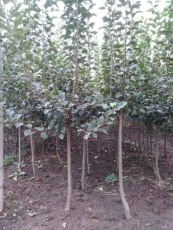 辽宁6公分美8苹果苗哪里有卖