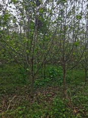 甘肃6公分维纳斯黄金苹果苗批发