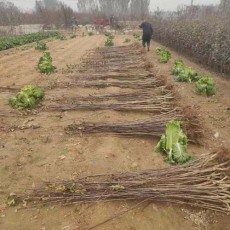 山西0.8公分甜红子山楂苗苗圃基地电话