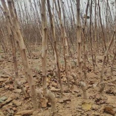 山东1.2公分大五棱山楂苗种植基地