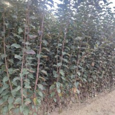 辽宁0.5公分水蜜桃苹果苗种植基地