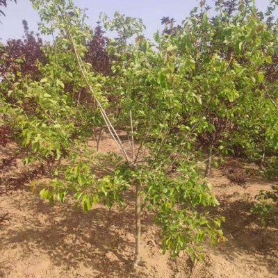 甘肃50厘米山楂苗批发价格