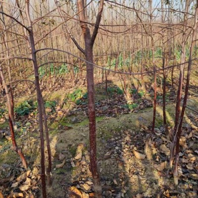 辽宁0.5公分水蜜桃苹果苗种植基地