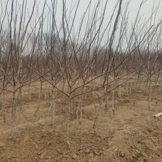 山东8公分甜红子山楂苗多少钱一棵