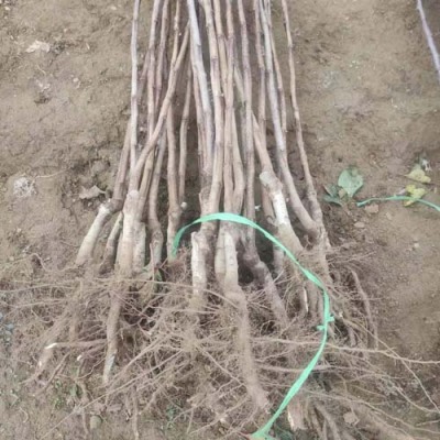 甘肃6公分甜红子山楂苗求购