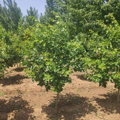 甘肃1.5公分山楂苗求购