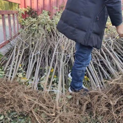 宁夏3公分水蜜桃苹果苗多少钱一棵
