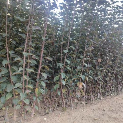 河南6公分水蜜桃苹果苗出售