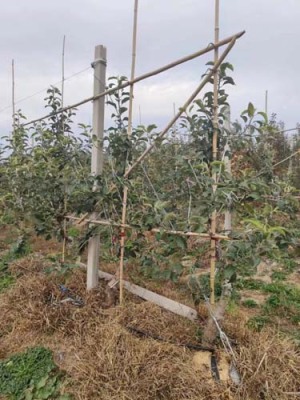 宁夏3公分水蜜桃苹果苗多少钱一棵