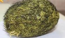 臨沂豬寶拍賣鑒定平臺
