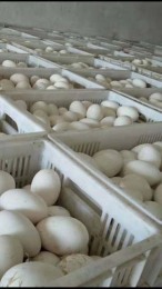 石家莊周邊養殖鵝苗批發市場價格多少
