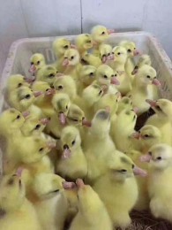 象山周邊養殖鵝苗多少錢一只