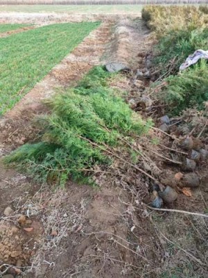 衡水2.5米高侧柏苗木批发基地