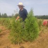 青岛1米高侧柏苗木价格