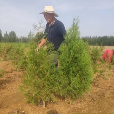 福建0.3公分侧柏苗木哪里有卖