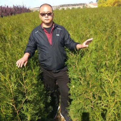 广西2.5米高侧柏苗木售价