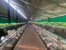 龙岗区在线订鲜羊奶送货上门电话