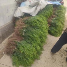 潍坊1米高侧柏苗木多少钱一棵