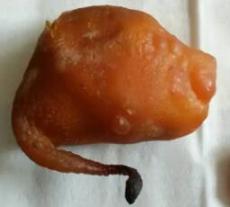 新鄭雞寶鑒定交易機構(gòu)